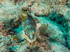 Serranus papilionaceus