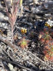 Drosera micrantha