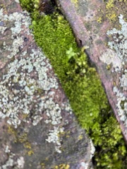 Barbula unguiculata