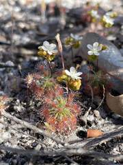 Drosera micrantha