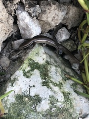 Marisora lineola