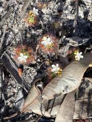 Drosera micrantha