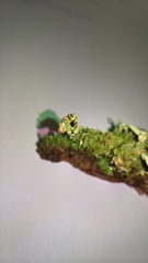 Cladonia polydactyla
