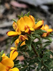 Pultenaea tuberculata