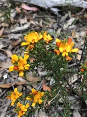 Pultenaea tuberculata