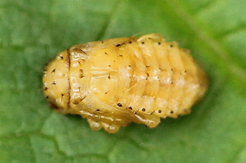 Heather Beetle, photo 6 of 9