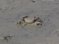 Macrophthalmus banzai