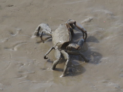 Macrophthalmus banzai