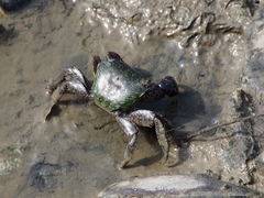 Metopograpsus quadridentatus