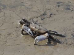 Macrophthalmus banzai