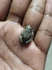 Uperodon taprobanicus