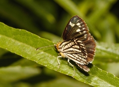 Metisella willemi