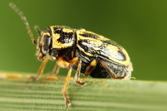 Pachybrachis hieroglyphicus