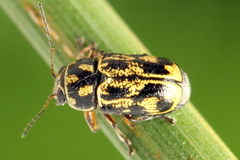 Pachybrachis hieroglyphicus