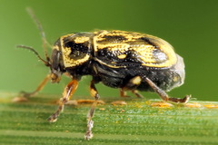 Pachybrachis hieroglyphicus