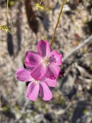 Drosera neesii