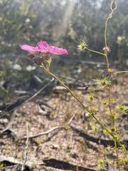Drosera neesii