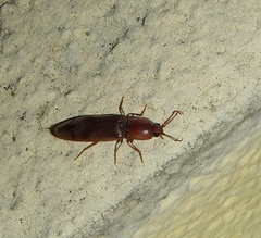 Stenagostus rhombeus