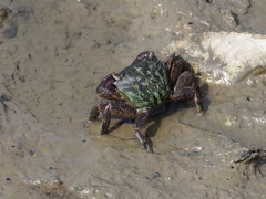 Metopograpsus quadridentatus