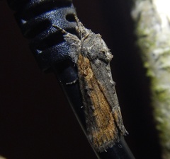 Bryophila raptricula