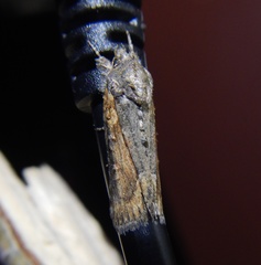 Bryophila raptricula