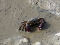 Metopograpsus quadridentatus