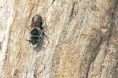 Osmia caerulescens