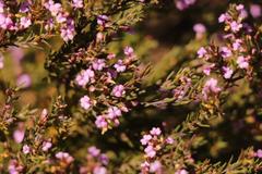 Muraltia knysnaensis