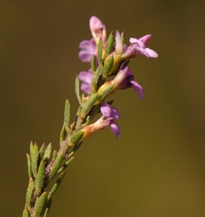 Muraltia knysnaensis