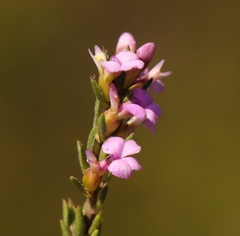 Muraltia knysnaensis