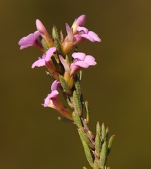 Muraltia knysnaensis