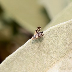 Paraspathulina eremostigma