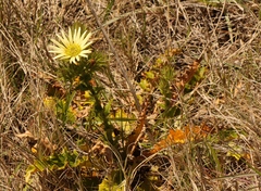 Berkheya carlinoides