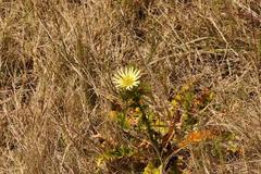 Berkheya carlinoides