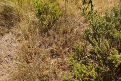 Thamnochortus muirii