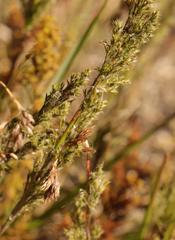 Thamnochortus muirii