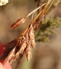 Thamnochortus muirii