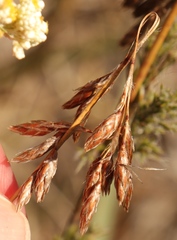 Thamnochortus muirii
