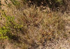 Thamnochortus muirii