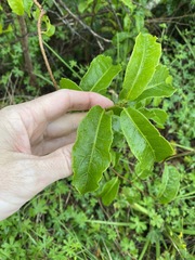 Celastrus subspicatus