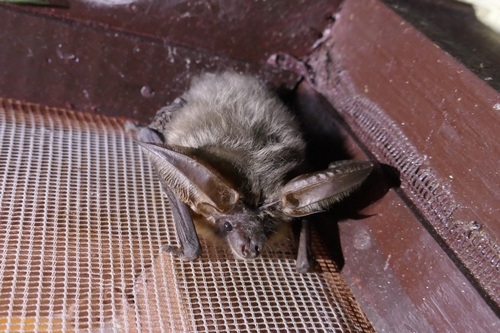 Gray Big-eared Bat