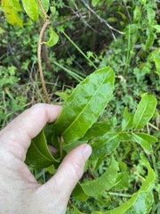 Celastrus subspicatus