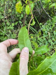 Celastrus subspicatus