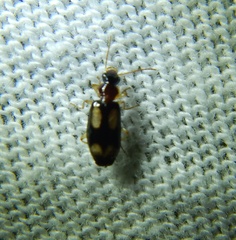 Dromiusina