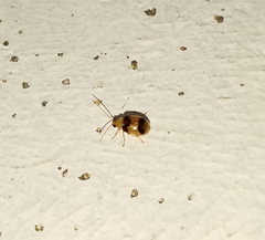 Monolepta bifasciata