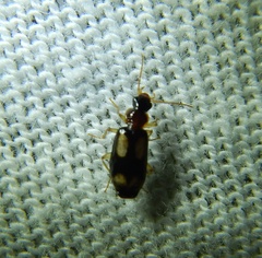 Dromiusina