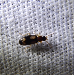 Dromiusina