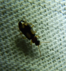 Dromiusina