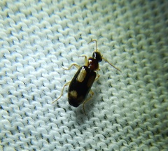 Dromiusina