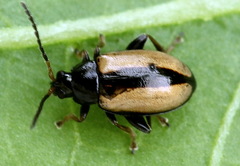 Phyllotreta armoraciae